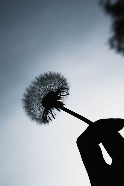 Free A close-up silhouette of a hand holding a delicate dandelion against a clear sky. Stock Photo