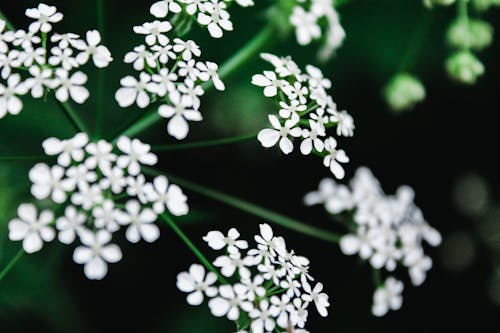 Close-Up Shot of Cow Parsley in Bloom