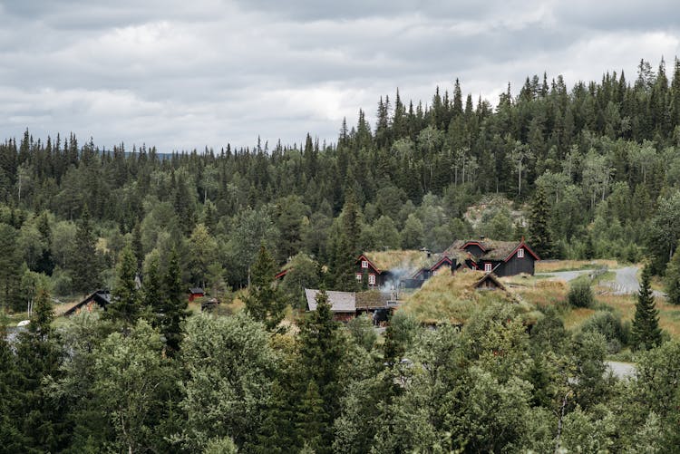 Houses In A Forest