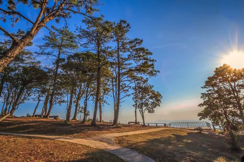 Free A peaceful park scene with trees and sunrays creating a scenic view at sunset. Stock Photo