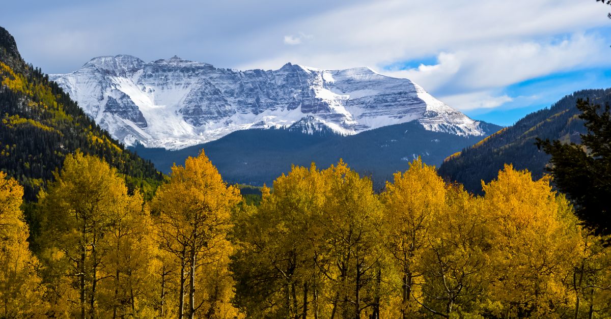 Vibrant autumn scene of aspen trees and snow-capped mountains in Colorado.