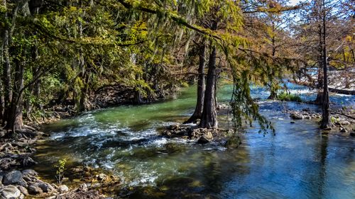 Free Tranquil scene of the Guadalupe River flowing through cypress trees in New Braunfels, Texas. Stock Photo