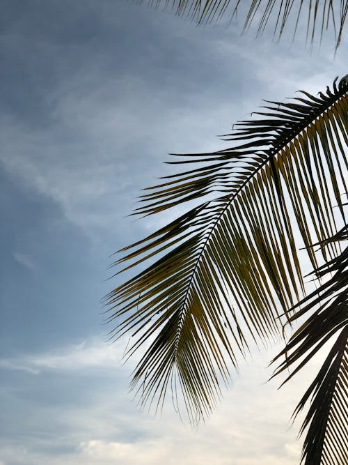 Kostenlos Kostenloses Stock Foto zu kokosnussblätter, palmenblätter, tropisch Stock-Foto