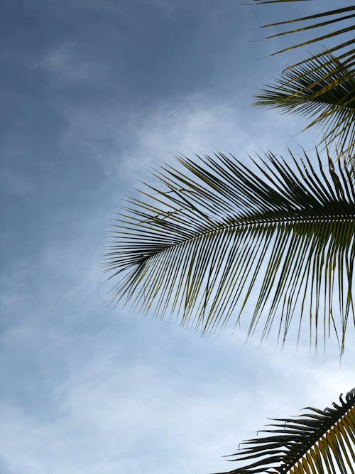 Darmowe zdjęcie z galerii z liście kokosowe, liście palmowe, pionowy strzał