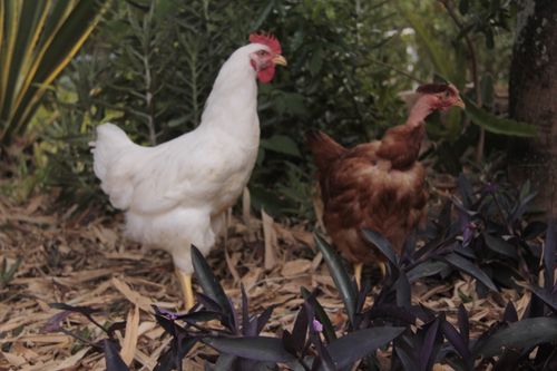 Free Two free-range chickens roam amidst foliage in Atibaia, Brazil, showcasing natural farm life. Stock Photo