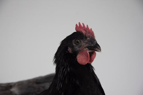 Foto stok gratis ayam, ayam betina, bangsa burung