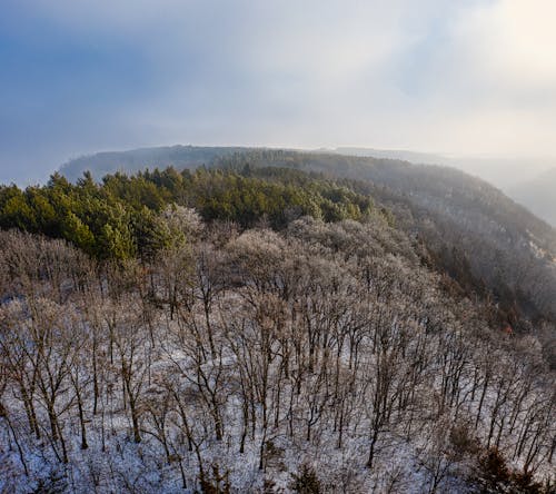 Darmowe zdjęcie z galerii z drzewa, fotografia lotnicza, natura