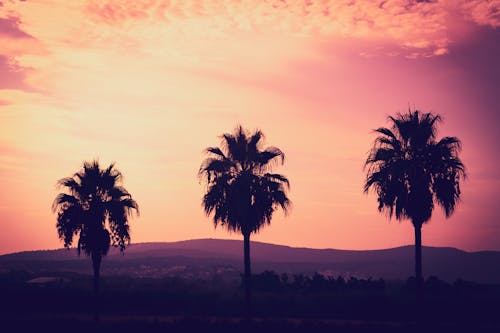 Бесплатное стоковое фото с восход, закат, пальмовые деревья
