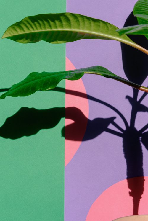 Free A vibrant leaf casting a shadow on a geometric green and purple background. Stock Photo