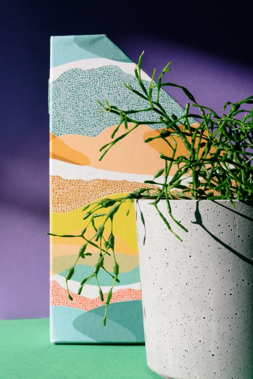 Free A stylish plant in a pot with a colorful abstract background, lit by sunlight. Stock Photo