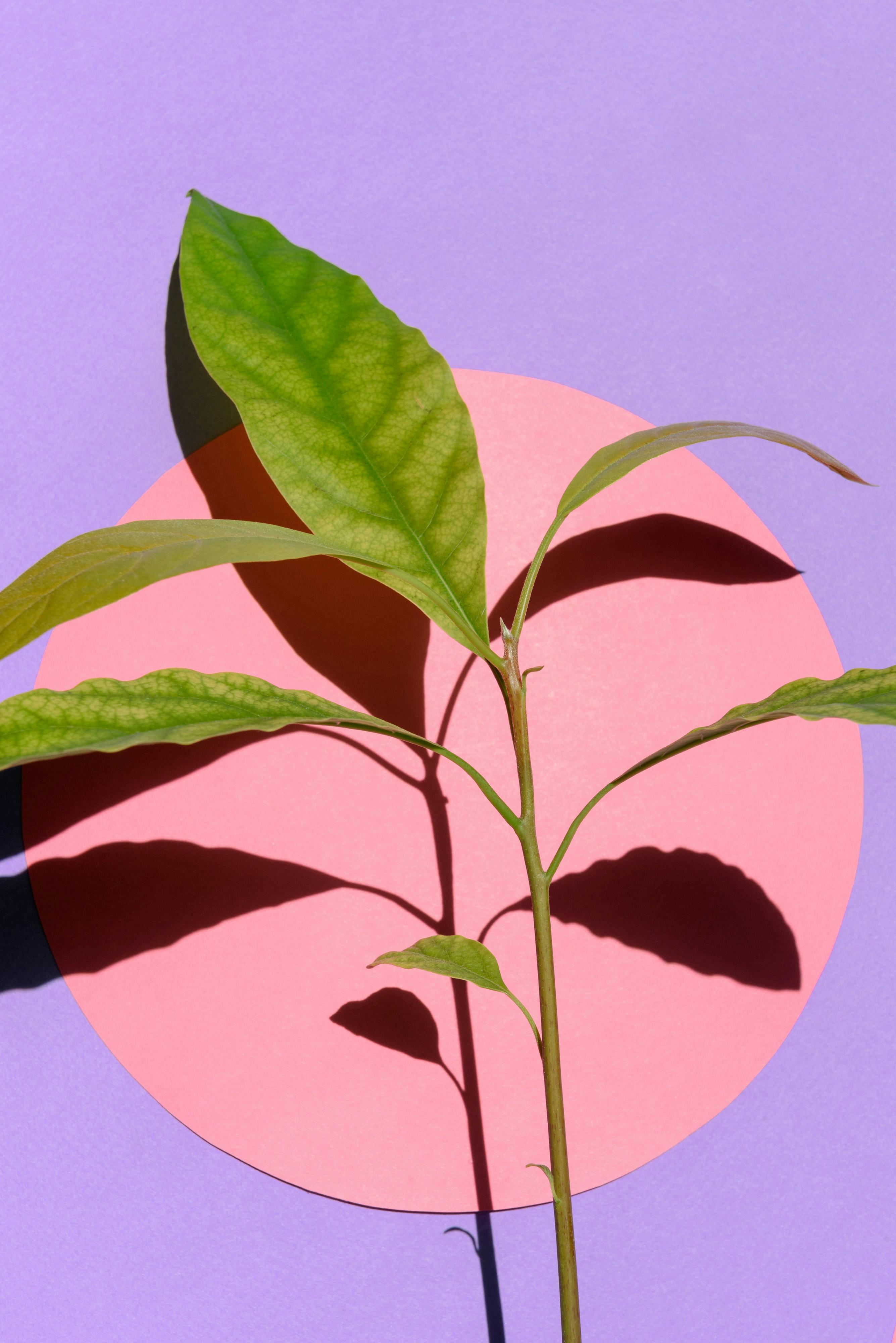 A vivid green plant casting a shadow on a purple and pink background, creating contrast.