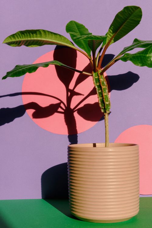 Free Abstract depiction of a plant casting shadows on a colorful background, highlighting its natural beauty. Stock Photo