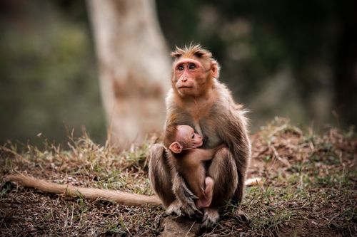 Free Monkey mother with baby with brown fur sitting on grassy ground near tree in daytime Stock Photo