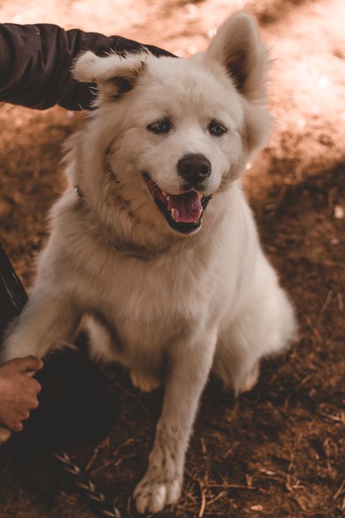 Free Smiling Samoyed dog enjoying attention outdoors with sunlit background. Stock Photo