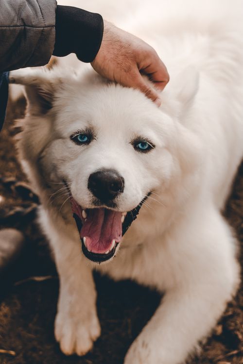 Free Cute white dog with striking blue eyes being petted outdoors, capturing a joyful moment. Stock Photo