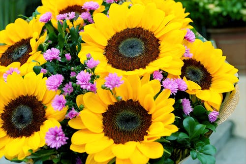 Kostenlos Sonnenblumen Stock-Foto