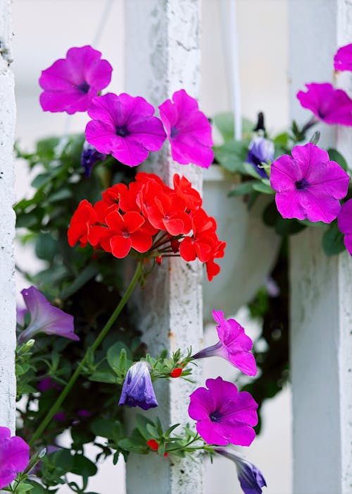Красные и фиолетовые цветы с лепестками