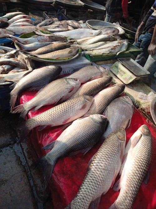 Free stock photo of fish, fish market, fisherman Stock Photo