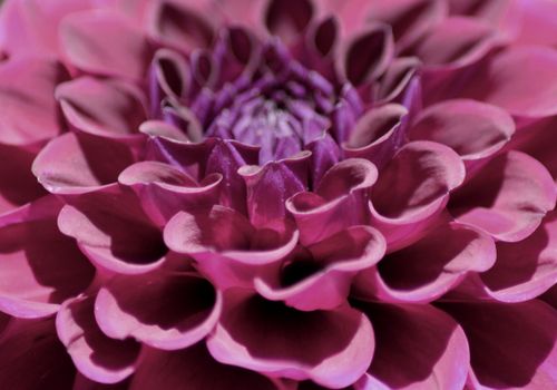 Free Close-up image of a pink dahlia flower showcasing its intricate petal patterns. Stock Photo