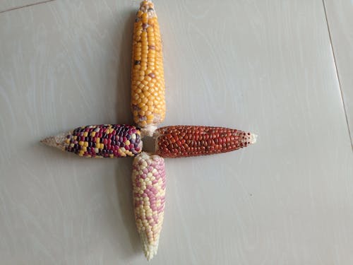 Free stock photo of corn, popcorn Stock Photo