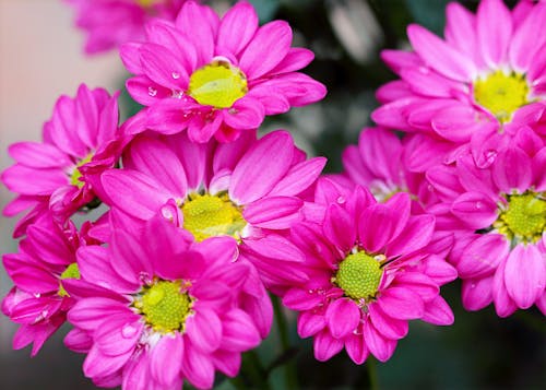 Free Pink Petaled Flowers Stock Photo