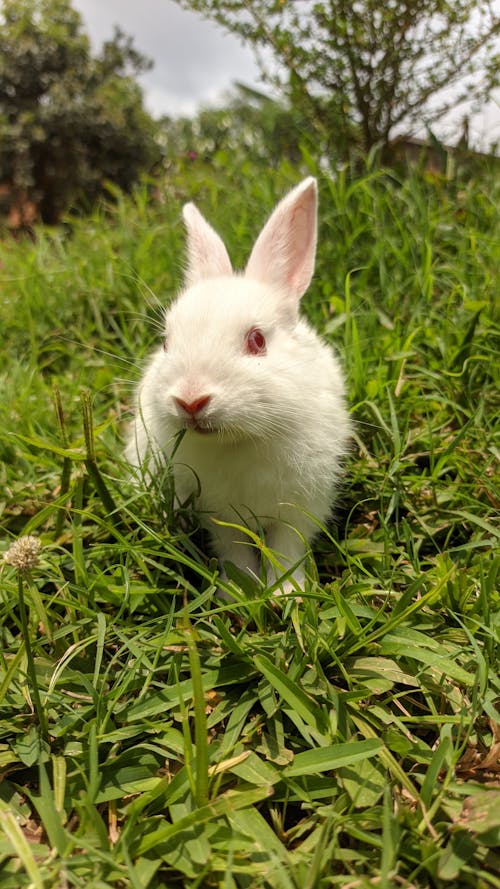 Free A Rabbit on Grass Field Stock Photo