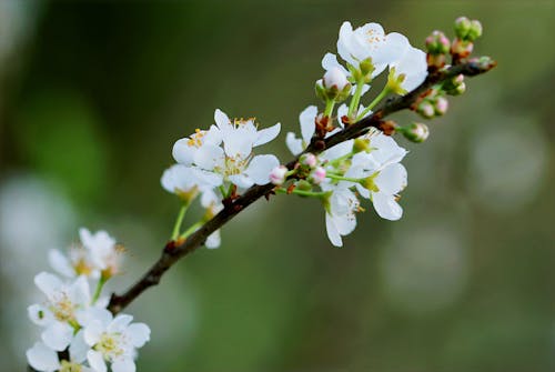 Fotografia Com Foco Seletivo De Flores De Cerejeira Brancas