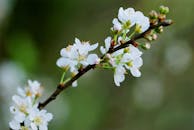 树枝上有一朵白色花朵的详细特写，背景是模糊的绿色