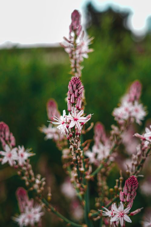 Free stock photo of arya kratos, flower, flowers Stock Photo