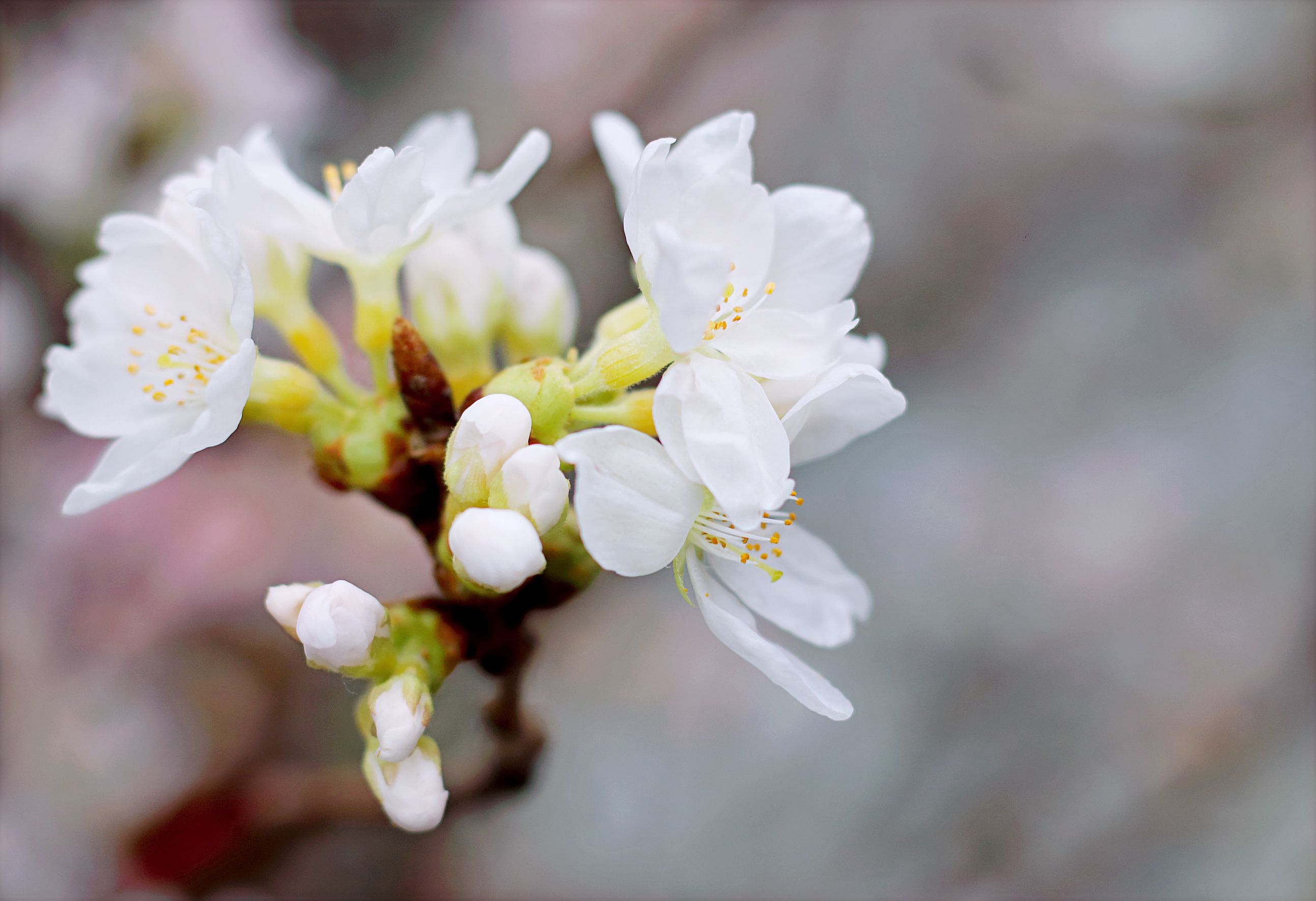 Kostenloses Foto Zum Thema Bl hen Blume Bl te