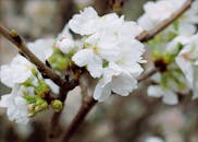 春天白樱花盛开在树枝上的特写