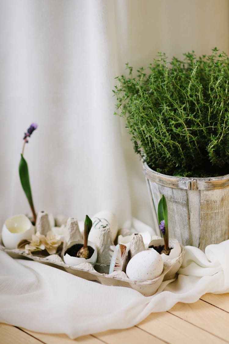 Green Plants Sprouting On A Tray Of Egg Shells