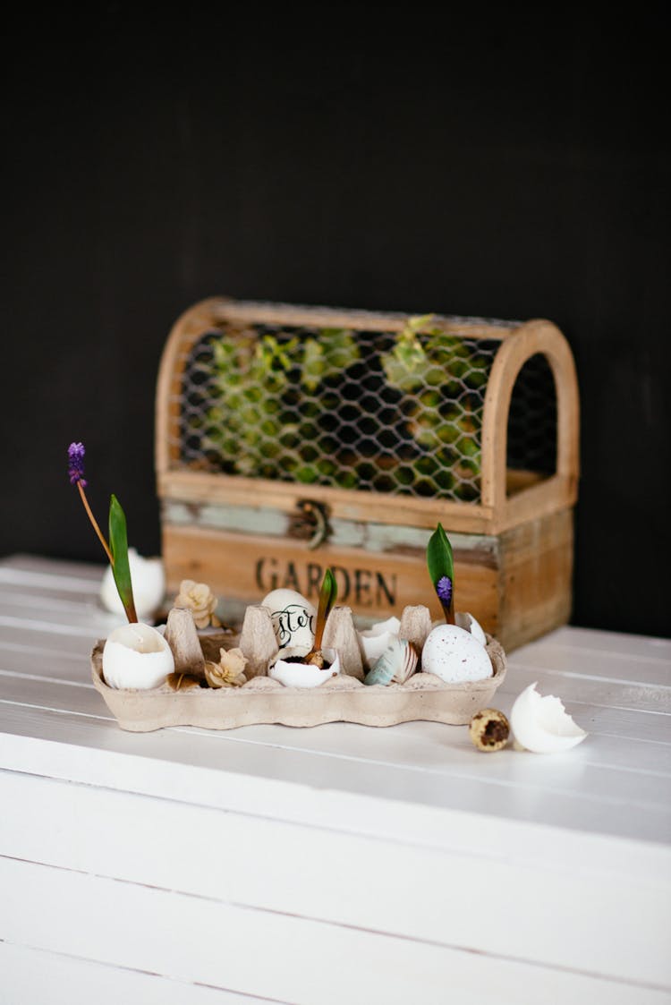 Green Plants  With Purple Flowers Growing On Egg Shells