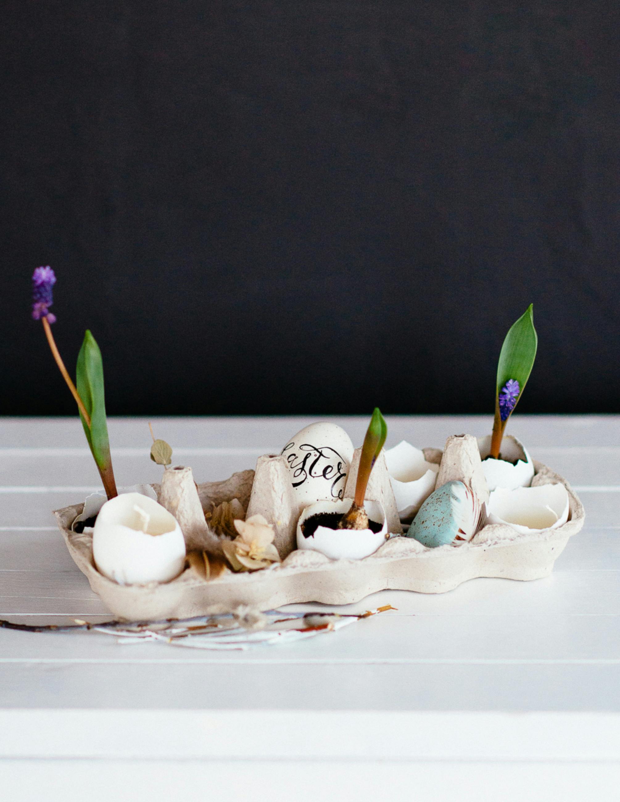 What are the 7 characteristics of life?