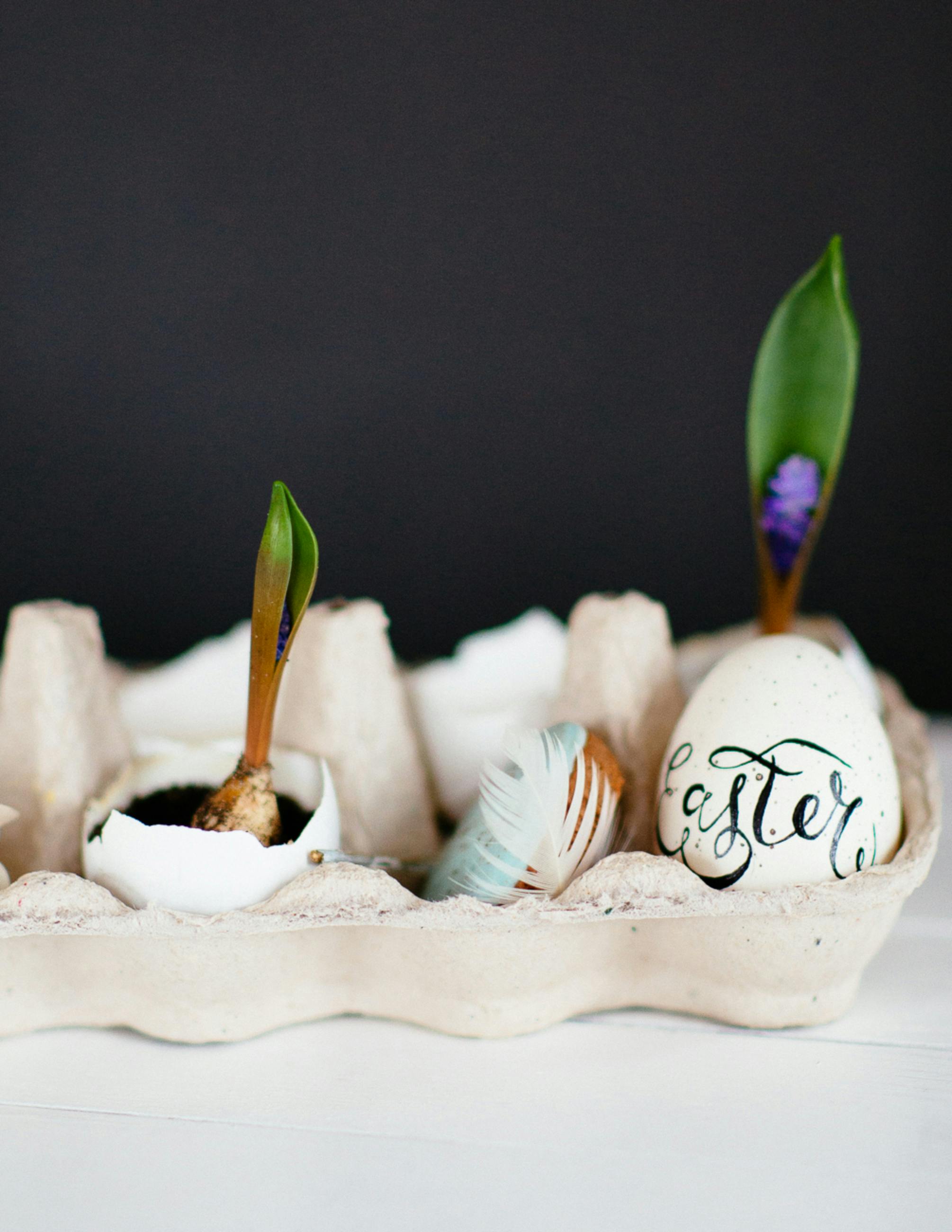 Why can't you have plants in your bedroom?