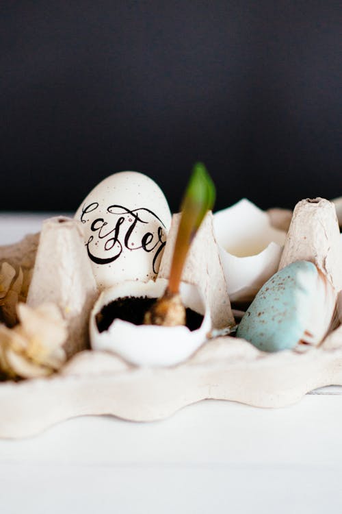 White Easter Egg Beside an Eggshell with Growing Plant