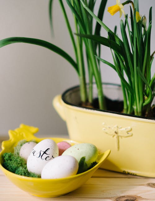 Fotos de stock gratuitas de huevos, Pascua, planta
