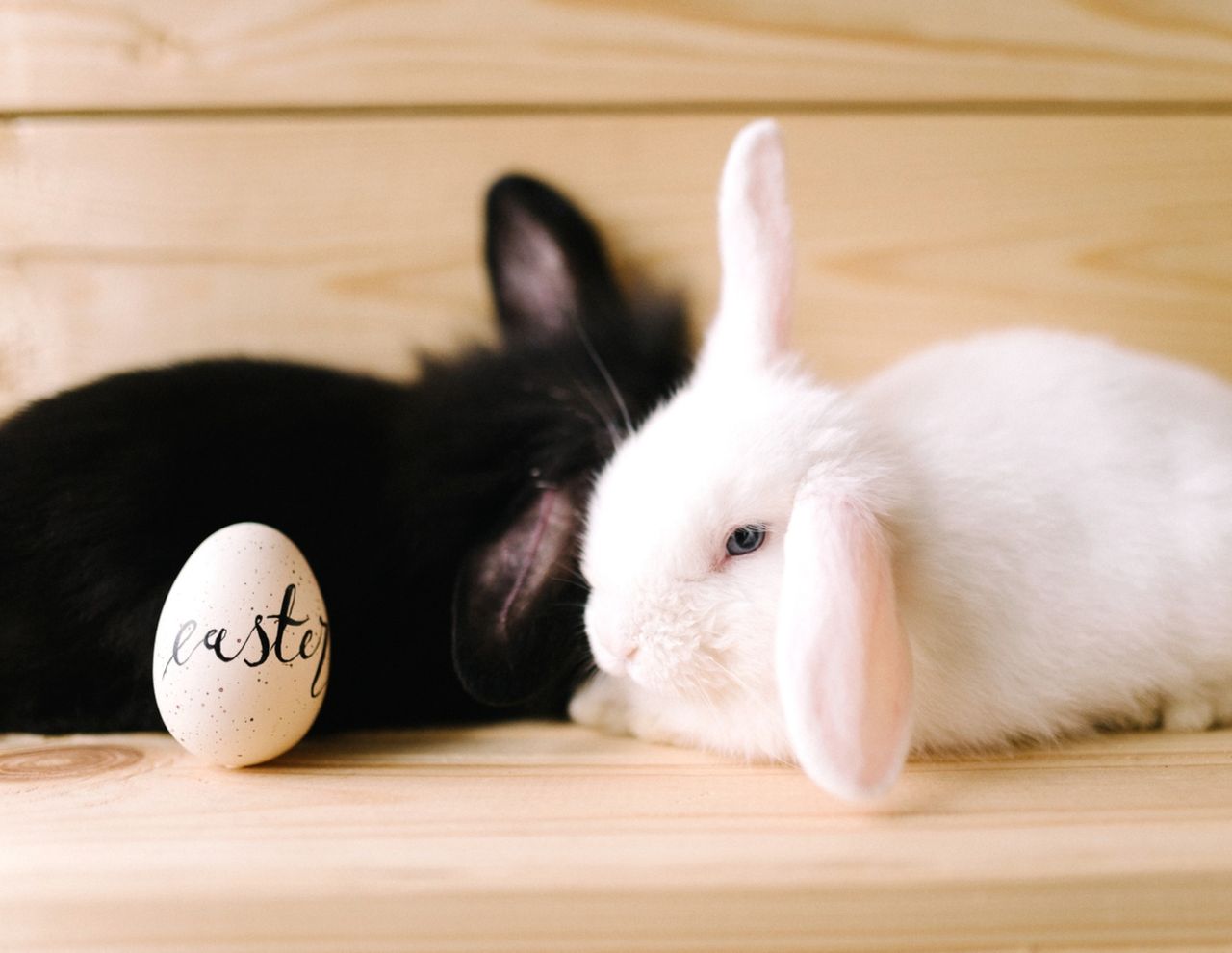cute black and white bunnies sitting with a decorated easter egg on a