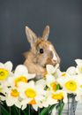 Brown Rabbit on White Flowers
