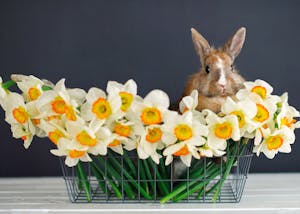 Rabbit and Flowers in Metal Basket