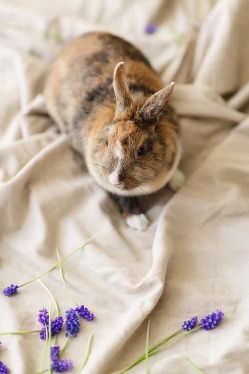 Free A cute rabbit sitting on fabric surrounded by lavender blooms creates a serene scene. Stock Photo