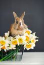 Brown Rabbit on White and Yellow Flowers