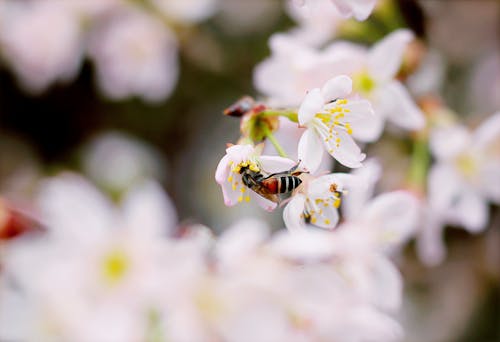 黑色和棕色黃蜂在白色五瓣花上的特寫照片