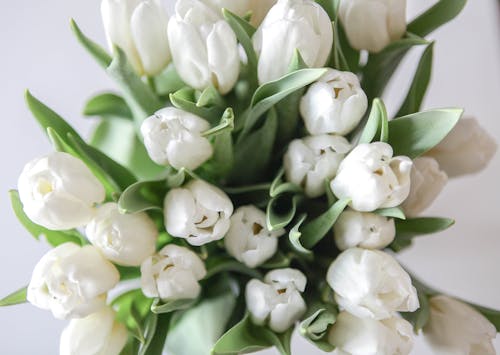 Bouquet of White Tulips
