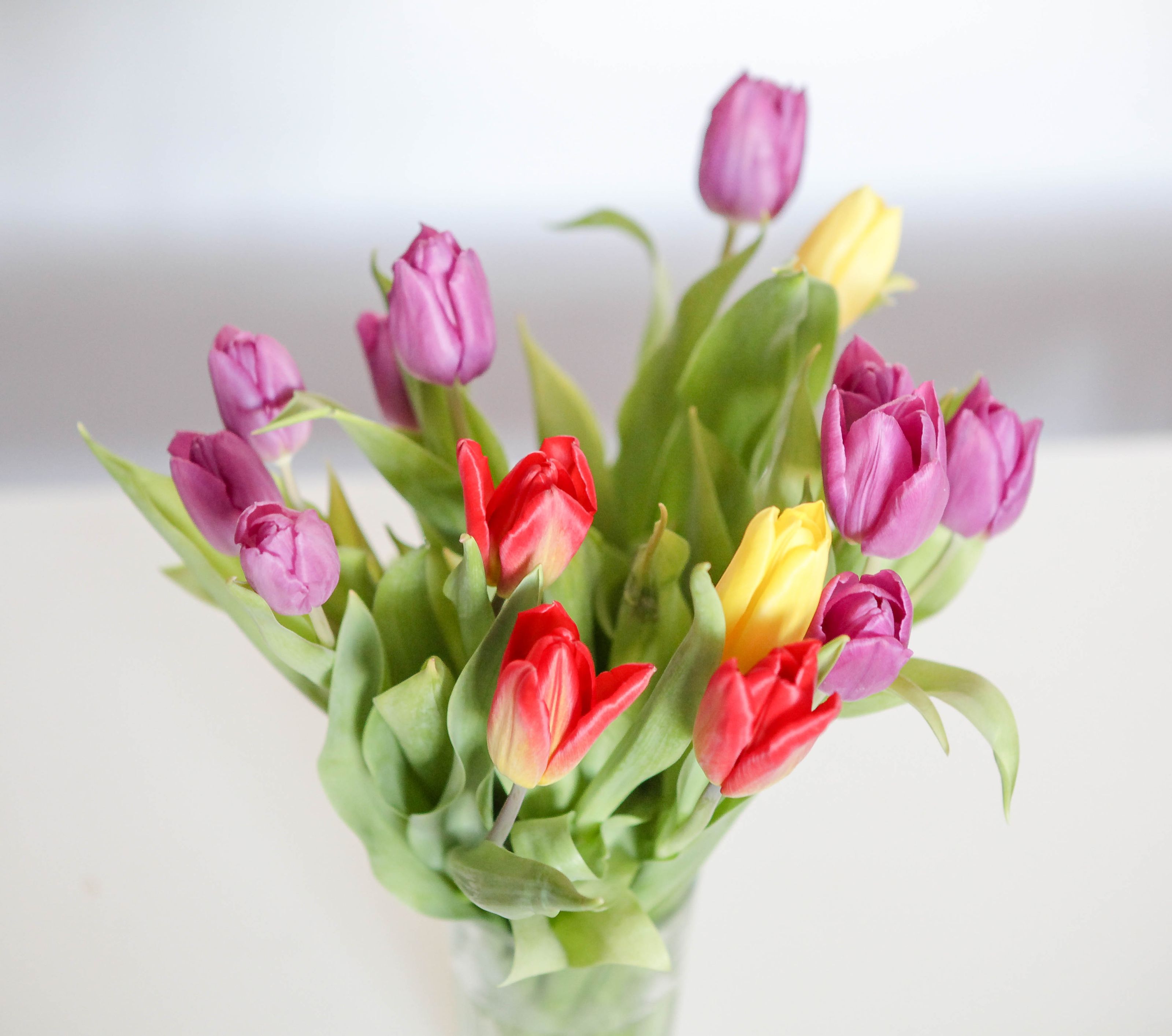 Tulips arranged in a vase