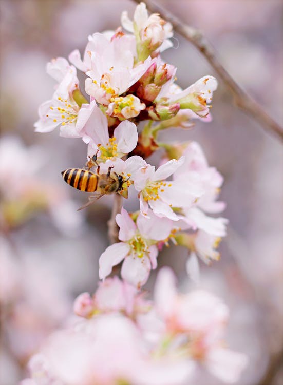 蜜蜂棲息在粉紅色和白色的簇花上的特寫照片