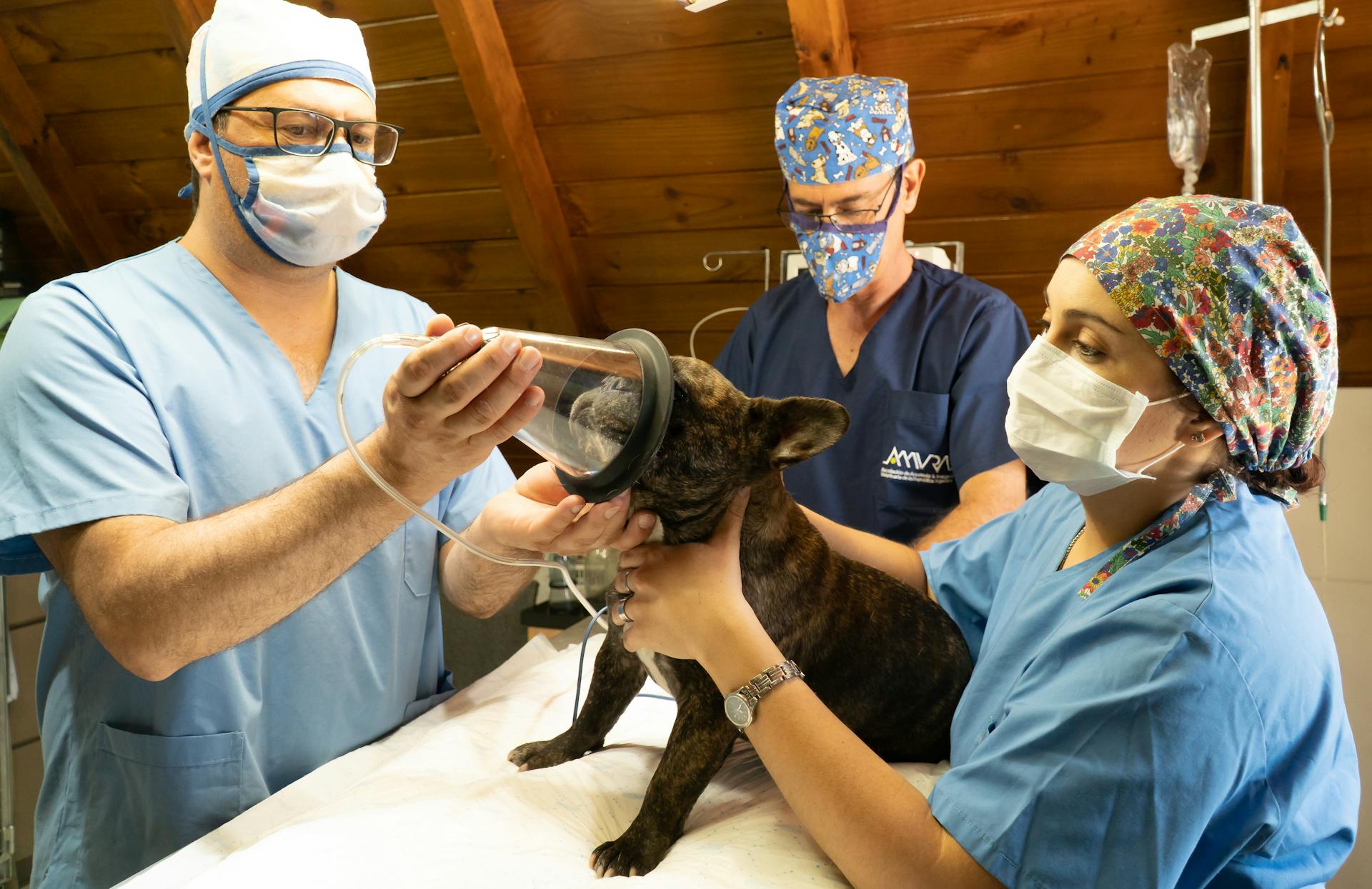 Des vétérinaires anesthésient un chien