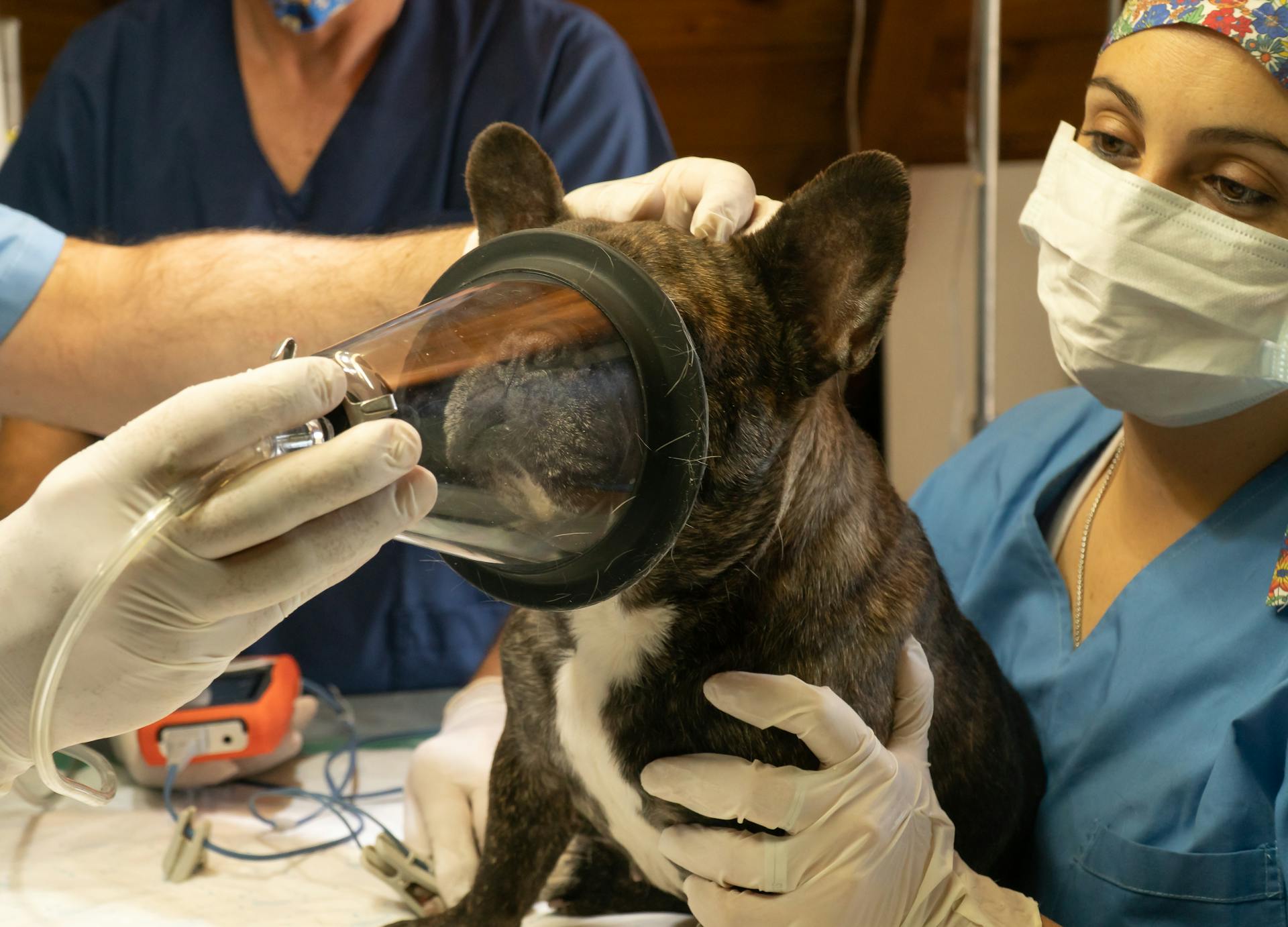 Een hond bij de dierenarts