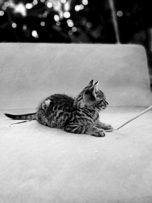 Free Cute kitty resting on sofa at home Stock Photo