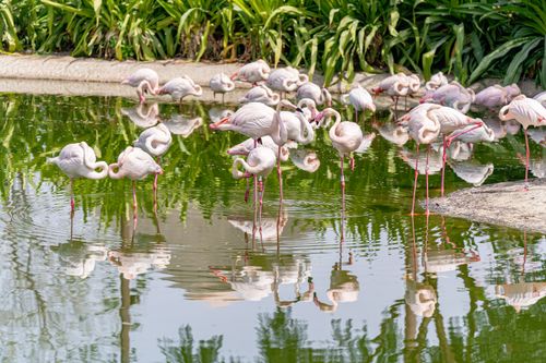 Free A group of flamingos stands in a pond's reflection at a Dubai wildlife sanctuary. Stock Photo